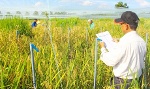 Khảo nghiệm hơn 350 giống lúa của Viện lúa Quốc tế IRRI