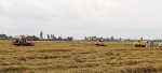Cánh đồng lúa vào mùa thu hoạch