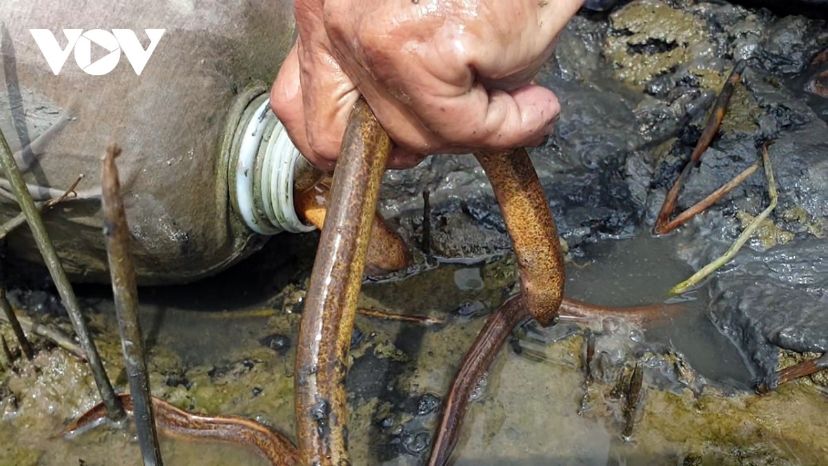 Con lịch giống lươn rất trơn để cầm được chúng, phải bằng cách đặc biệt